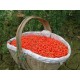 Baies de goji de l'Himalaya Premium Grade 1 Kg